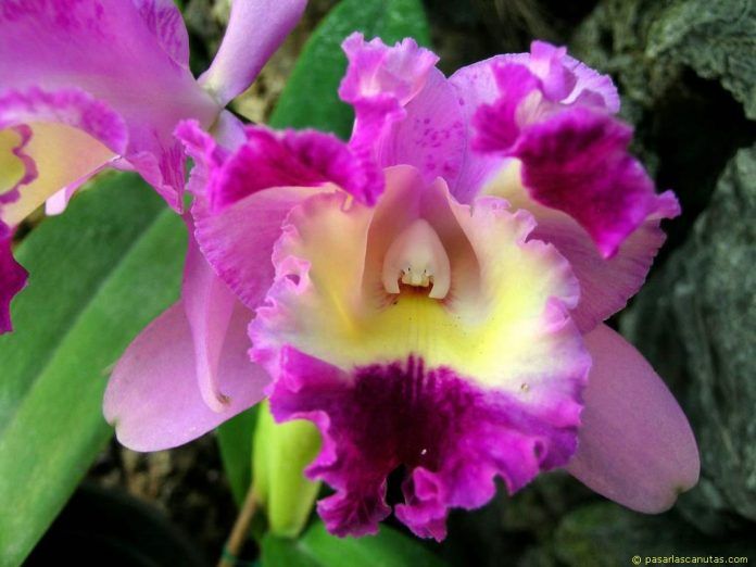 orquidea venezolana